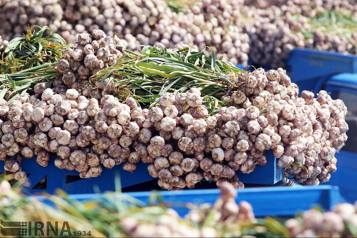 سیر همدان، به نام کشاورز و به کام دلال