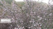 Nature of spring in western Iran