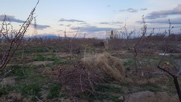 کشاورزان شاهرودی  برای مقابله با  سرمازدگی  در باغ های خود آتش  روشن کردند