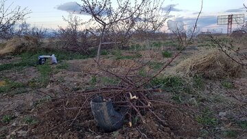 کشاورزان شاهرودی  برای مقابله با  سرمازدگی  در باغ های خود آتش  روشن کردند