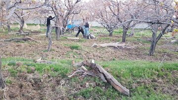 کشاورزان شاهرودی  برای مقابله با  سرمازدگی  در باغ های خود آتش  روشن کردند