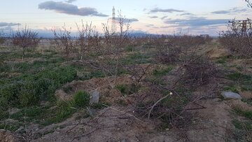 کشاورزان شاهرودی  برای مقابله با  سرمازدگی  در باغ های خود آتش  روشن کردند