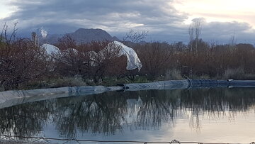 کشاورزان شاهرودی  برای مقابله با  سرمازدگی  در باغ های خود آتش  روشن کردند