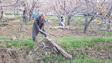 کشاورزان شاهرودی  برای مقابله با  سرمازدگی  در باغ های خود آتش  روشن کردند