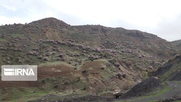 Nature of spring in western Iran