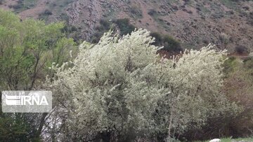 Nature of spring in western Iran