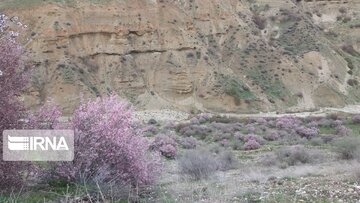 Nature of spring in western Iran