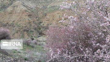 Nature of spring in western Iran