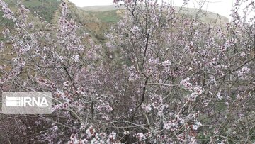 Nature of spring in western Iran