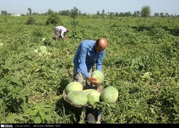 برداشت هندوانه در ایذه آغاز شد