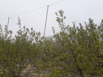 سرما زدگی محصولات کشاورزی در میامی