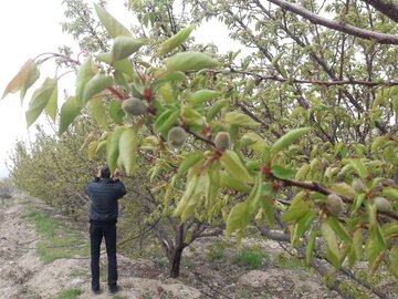 سرما زدگی محصولات کشاورزی در میامی