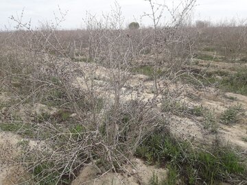 سرما زدگی محصولات کشاورزی در میامی