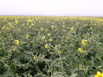 سرما زدگی محصولات کشاورزی در میامی