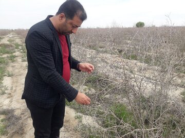 سرما زدگی محصولات کشاورزی در میامی