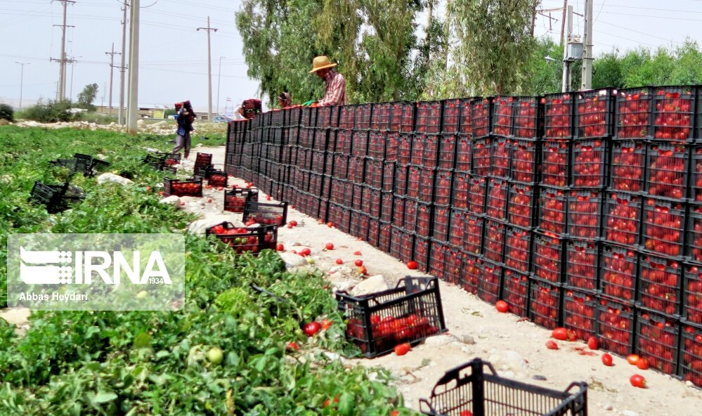 بیش از 4 هزار تن گوجه از کشاورزان جنوب کرمان خریداری شد