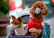 چین «سگ ها» را در رده حیوانات خانگی دسته بندی کرد