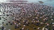 Oviparity of flamingos in Lake Urmia