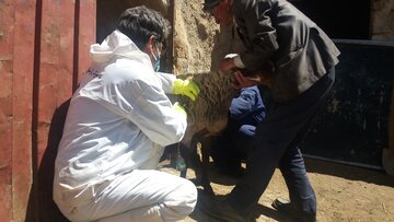بیش از سه میلیون راس دام در کرمانشاه واکسینه شدند