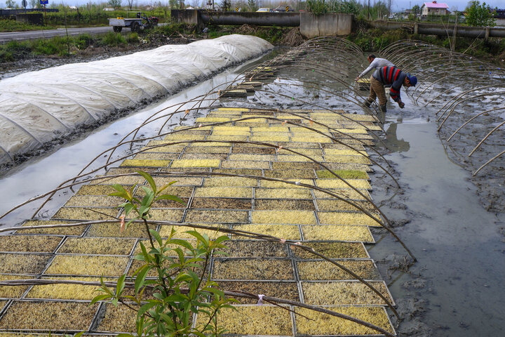  رونق خزانه‌گیری زودهنگام زیر سایه رشد قیمت برنج در مازندران 