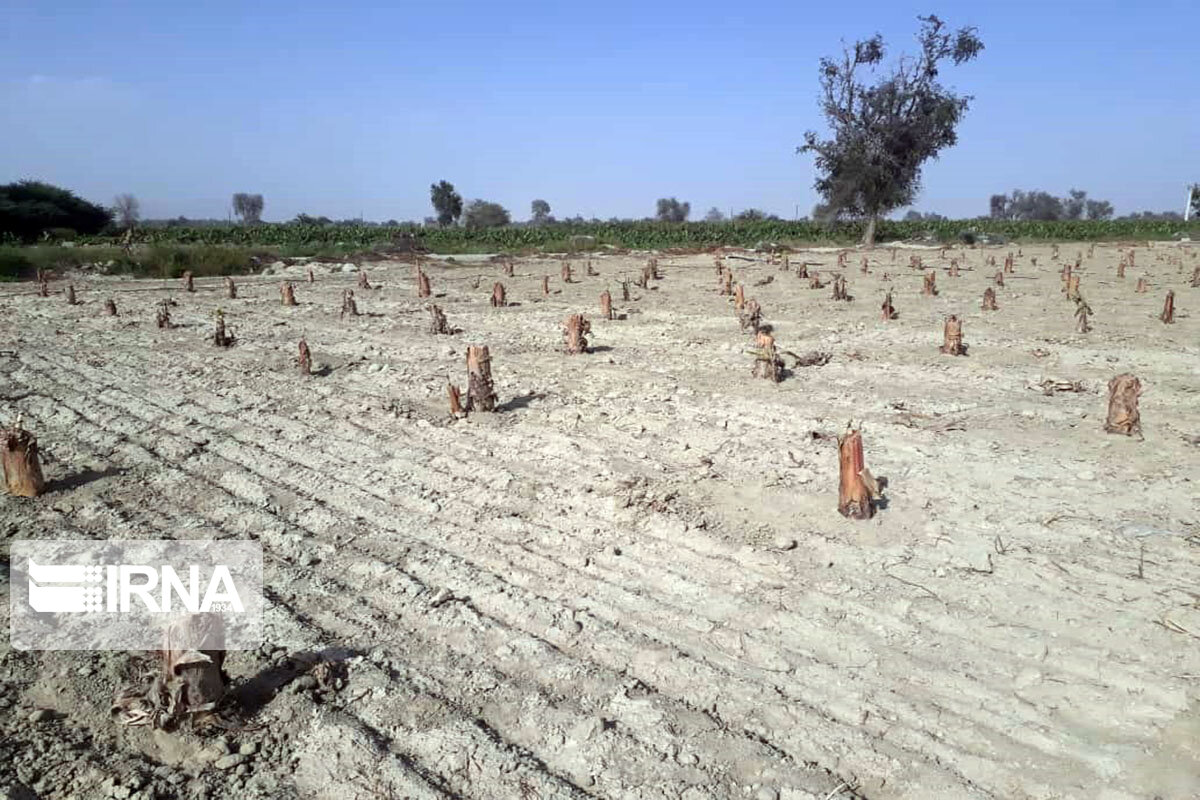 ۵۰ هزار اصله نهال کشت‌بافت موز در سیستان و بلوچستان کشت شد