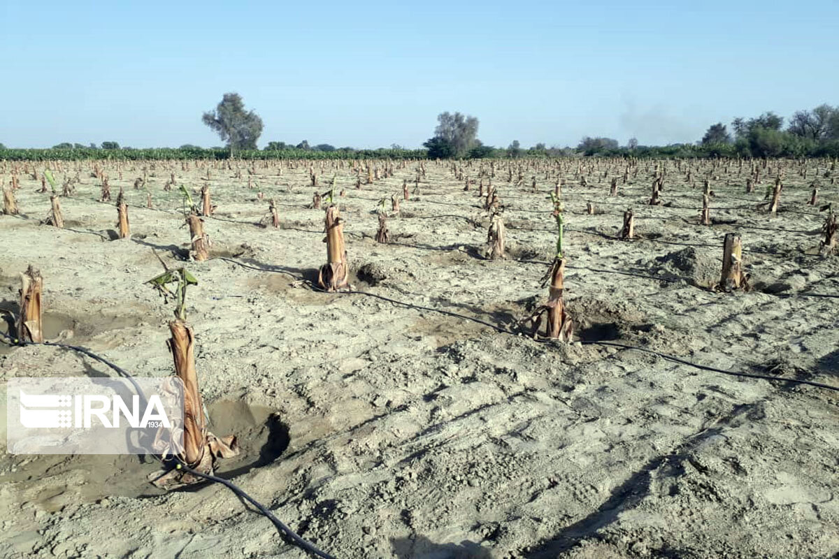 ۲۴۰۰ هکتار باغات آسیب دیده سیل سیستان و بلوچستان احیا شد