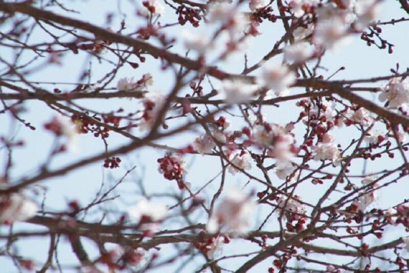 برف و سرما محصولات سردرختی خلخال را تهدید می‌کند