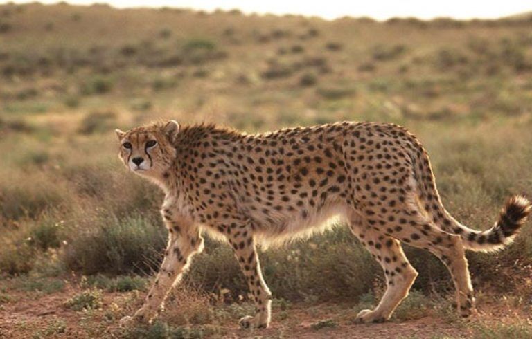 Iran transfers cheetah to natural habitat to mate