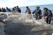 ۶۴۴۵ تُن ماهی از منابع آبی آذربایجان‌غربی صید شد