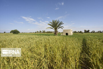 Beauties of Spring in Sistan And Balouchestan in South western Iran