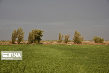 Beauties of Spring in Sistan And Balouchestan in South western Iran