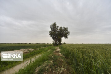 Beauties of Spring in Sistan And Balouchestan in South western Iran