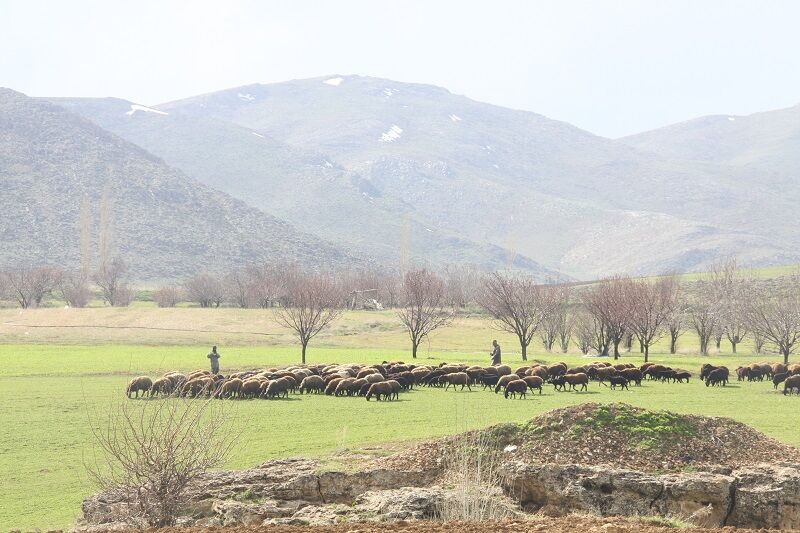 همیاران طبیعت در قروه مورد ضرب و شتم قرار گرفتند