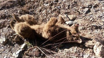 شکارچی خرس قهوه‌ای در مشگین‌شهر ۵۵۰ میلیون ریال جریمه شد