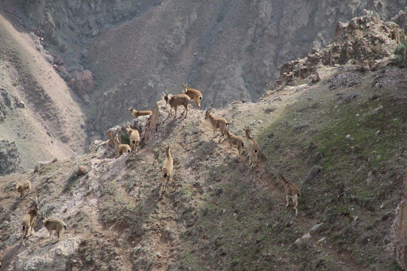 وجود25 درصد تنوع زیستی کشور در لرستان