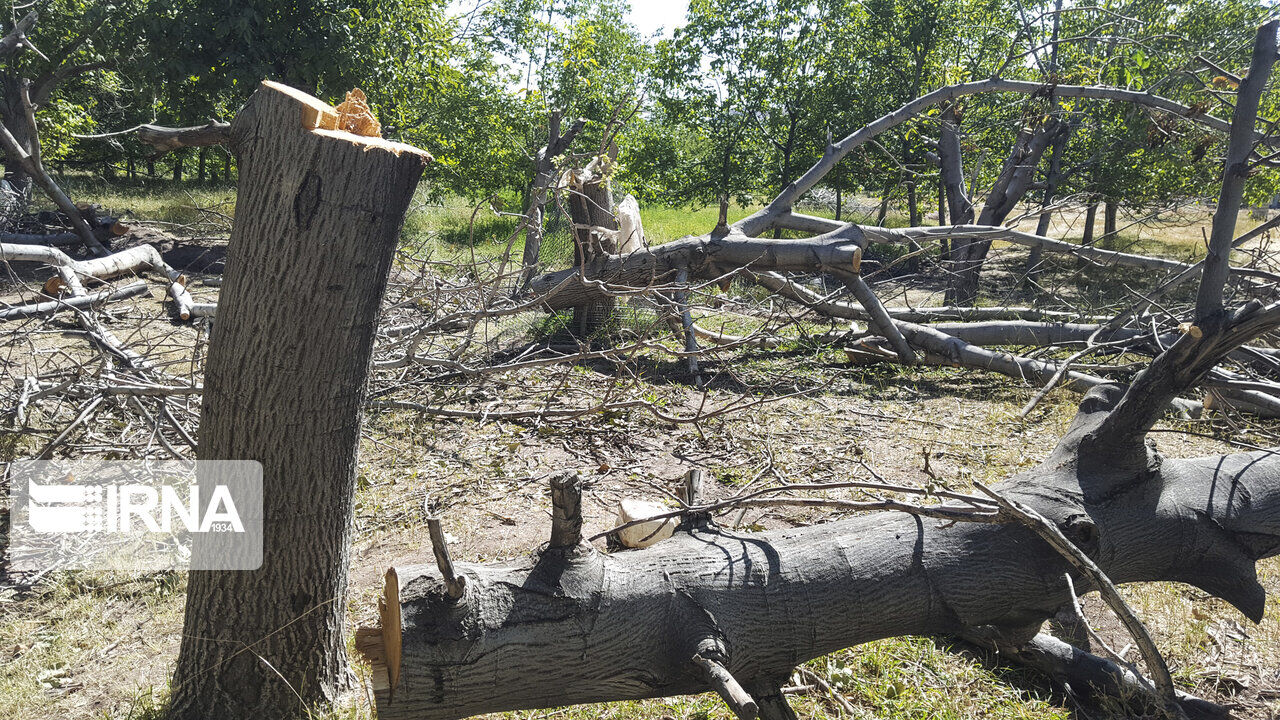 پرونده قطع ۱۵۰ اصله درخت در منطقه حفاظت شده اشترانکوه لرستان روی میز قاضی