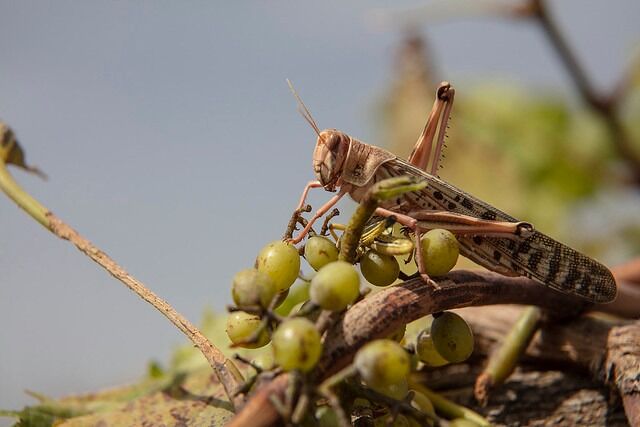FAO scales up technical assistance to Iran on desert locust infestation