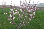 شکوفه‌های بهاری درختان میوه در میاندوآب