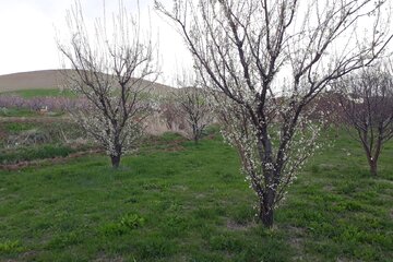 شکوفه‌های بهاری در میاندوآب