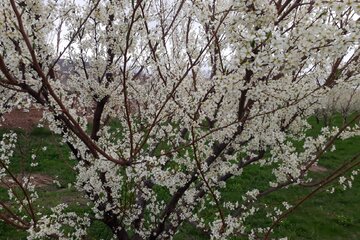 شکوفه‌های بهاری در میاندوآب