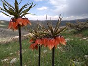 Las excepcionales Fritillarias imperialis en Cheshme Pahlu