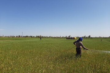 جهاد کشاورزی استان اردبیل: گندم‌کاران مراقب شیوع بیماری زنگ زرد باشند