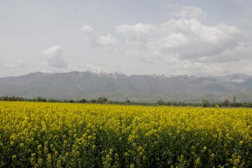 پیش بینی افزایش ۴۰ درصدی تولید کلزا در دهلران