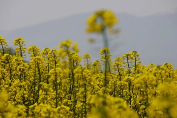 چهار هزار تن کلزا از کشاورزان ایلام خریداری شد