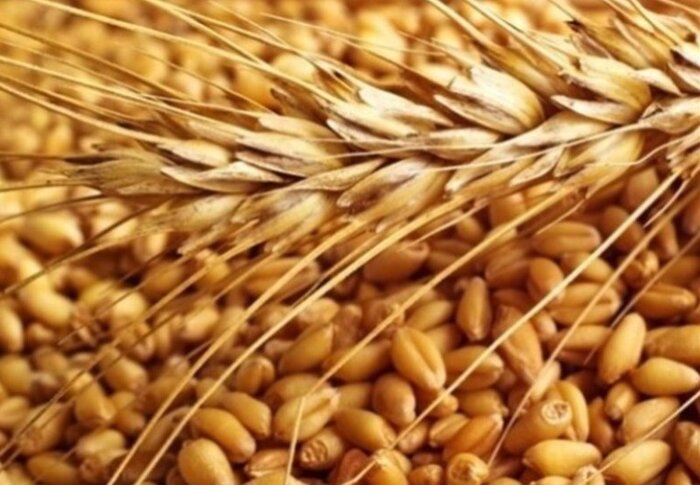 ۹۰۰ تن گندم و کلزا از کشاورزان هرمزگان خریداری شد
