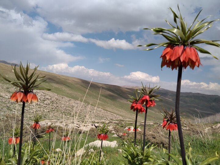 Поле тюльпанов в иранском Чехармехаль и Бахтиари
