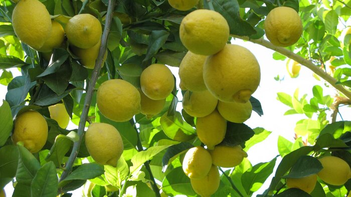 دادستان جهرم: تمهیدات لازم برای کنترل قیمت لیمو انجام شود