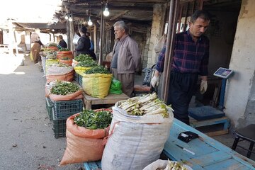 گیاهان بهاری مهمان بازار و سفره منازل اشنویه