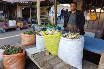 گیاهان بهاری مهمان بازار و سفره شهروندان اشنویه‌ای