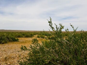 رویش گیاهان دارویی در ریگان